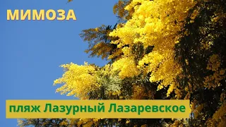 Мимоза. Лазаревское Сочи. Утро начнем с красоты. Улица Ушакова к морю. Пляж Лазурный. Март 2022 год