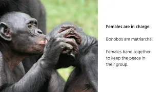 What's a Bonobo?