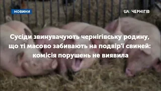 Родину із Чернігова звинувачують у масовому забої свиней: комісія порушень не виявила