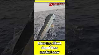 Mancing dapat ikan marlin besar😳‼️ #viral #predator #shorts