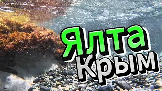 ▶️  Растительный мир  под водой у берегов Ялты Крым 2024