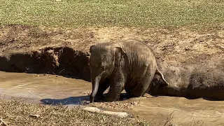 Baby Elephant (6 months) playing in the mud and chasing tourists!.