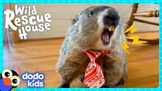 Major The Groundhog Needs Help Finding The Lost Baby Skunks! | Dodo Kids | Wild Rescue House