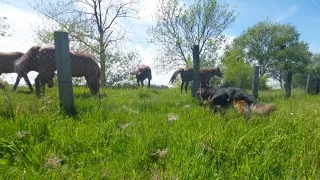 My dog does not know if he will make friends with these horses