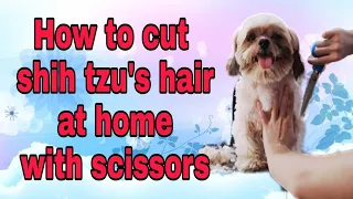 How to cut shih tzu's hair at home with scissors