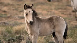 Wild Horses of Whistle Creek Stallions Mares and Foals in Wyoming by Karen King