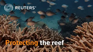 Australia PM promises $700 million to protect Great Barrier Reef