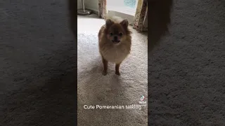 Tiny Pomeranian barking cute sounds | cute pom dog