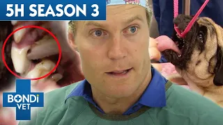 The Complete Season 3 | 5 Hours of Full Episodes | Bondi Vet Compilation