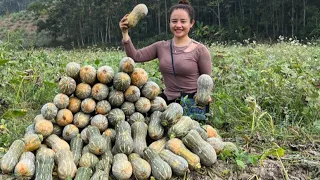 The process of harvesting sticky pumpkin gardens to go to the market to sell and cook from pumpkins