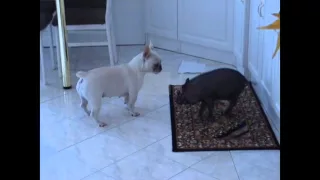 Pig vs. Bulldog