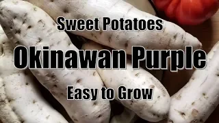 Planting Purple Sweet Potatoes - Okinawan Purple - Easy!