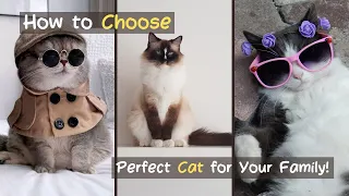 How to Choose the Perfect Cat for Your Family | The Definitive Guide