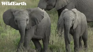 WildEarth - Sunset  Safari - 12 May 2022