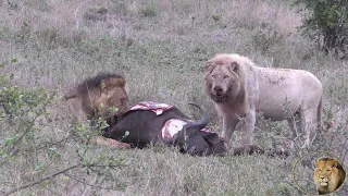 Exclusive - A Day With Casper The White Lion And Brothers At A Triple Buffalo Kill