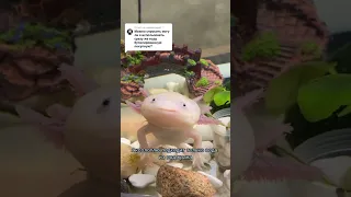 Отвечаю на вопросы! #аксолотль #axolotl