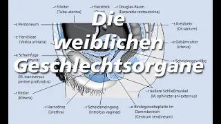 Die weiblichen Geschlechtsorgane -  Anatomische Begriffe