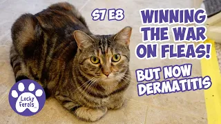 Winning The War On Fleas! But Now Dermatitis - S7 E8 - Lucky Ferals Vlog - Life With 11 Cats