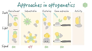 Optogenetics: Principles and approaches