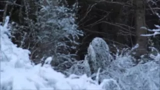 bigfoot peeking from behind a snowy tree ?