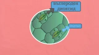 Дишане при растенията - Човекът и природата 5 клас | academico