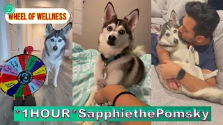 *1 HOUR* Sapphie the Pomsky TikTok Compilation 2024 | New Sapphie the Pomsky TikTok Videos