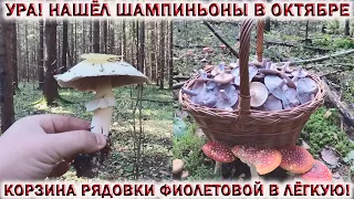 ❗УРА! НАШЁЛ ШАМПИНЬОНЫ👉РЯДОВКУ ФИОЛЕТОВУЮ МОЖНО СОБИРАТЬ КОРЗИНАМИ!🍄Грибы Подмосковья 7 Октября 2021