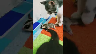 Sugar glider and cat,,,they always get along and play together 🥰  #animallover   #catlovers   #cat