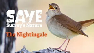 Nightingale Webinar