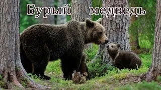 Голоса и звуки диких животных России.
