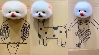 Tik Tok Chó Phốc Sóc Mini 😍 Funny and Cute Pomeranian #205