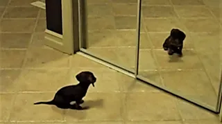 Animals In Mirrors Hilarious Reactions!