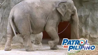 Alaala ni Mali, kadikit na ng Manila Zoo | Patrol ng Pilipino