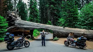 Big Sequoias / Incredible biker community / Around USA on 2 Harleys GoodDay