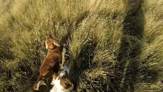 Spaniels hunting rabbits 03 02 18