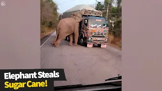 Hungry elephant holds up trucks to steal pieces of sugarcane | Wild elephant encounter