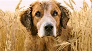 After 37 Years, Dog Finds his Owner Once Again [A DOG'S PURPOSE]
