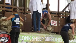 The Great Yorkshire 2017, Sheep Shearing, England v Scotland Test