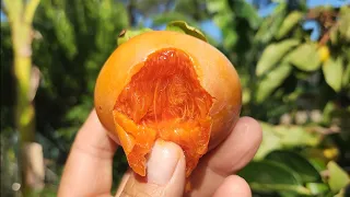 It Was To Be Persimmon Pick & Taste But This Happened Instead