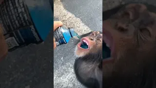 Monkey Love's Powerade