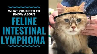 What You Need To Know About Feline Intestinal Lymphoma: VLOG 98