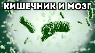 Влияние кишечника на мозг и поведение человека