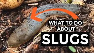 Slug control in gardens | How to get rid of slugs in vegetable garden (2020)