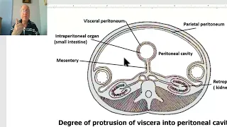 Anatomy GIT Module in Arabic 55 ( Peritoneum 1, introduction ) , by Wahdan