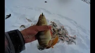 Хотел собираться и тут НАЧАЛОСЬ!!!ЖОР ОКУНЯ НА БАЛАНСИР!!!Рыбалка 2020 fishing, perch