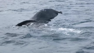 Iceland Humpback Whales Eyjafjord Eyjafjörður