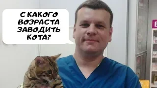 С КАКОГО ВОЗРАСТА ЛУЧШЕ ВСЕГО ЗАВОДИТЬ КОТЯТ?