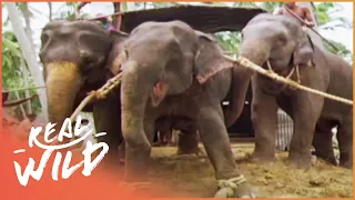 The Last Round Up Of The Elephants | Elephants In Chains | Real Wild