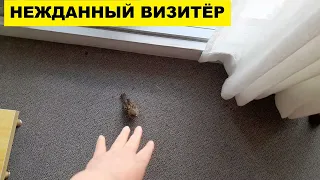 НЕЖДАННЫЙ ВИЗИТЁР