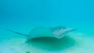 Stingrays - Reethi Beach Resort - December 2022